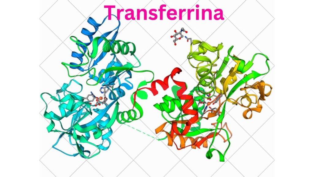 Transferrina-o-que-é-saude-diagnostica.